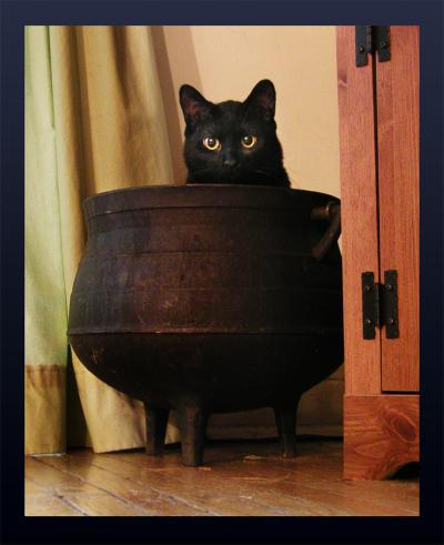 <img400*0:stuff/Cauldron%20~Cat.jpg>