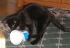 <img0*70:stuff/Everything%20a%20cattoy%201a.jpg>