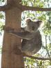 Koala Photo Reference