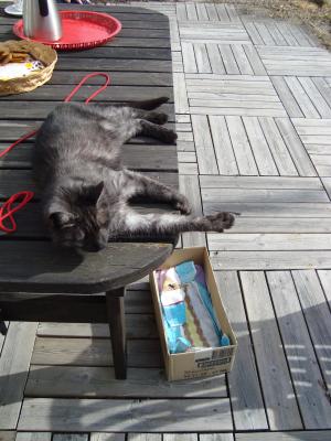 <img300*0:stuff/Sunbathing_cat.jpg>