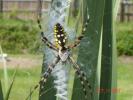 <img0*100:stuff/z/166146/cia%2527s%2520spider/yellow%20and%20black%20orb%20spider%20(3).JPG>